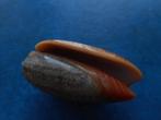 Schelpen: Oliva reticulata R gem 45,5mm, Verzenden, Schelp(en)