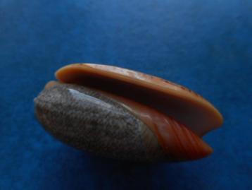 Schelpen: Oliva reticulata R gem 45,5mm beschikbaar voor biedingen