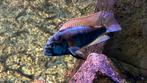 Astatotilapi burtoni, Dieren en Toebehoren, Vissen | Aquariumvissen, Vis
