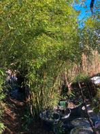 Bamboe hoog, Ophalen, Bloeit niet, Halfschaduw, Overige soorten