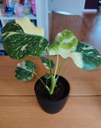 Monstera Thai constellation, Huis en Inrichting, Kamerplanten, Ophalen, Halfschaduw, Minder dan 100 cm