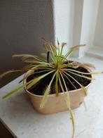 Vleesetende Plant - Zonnedauw, Ophalen of Verzenden, Overige soorten, Volle zon