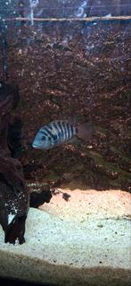 Zebra cichliden, Vis