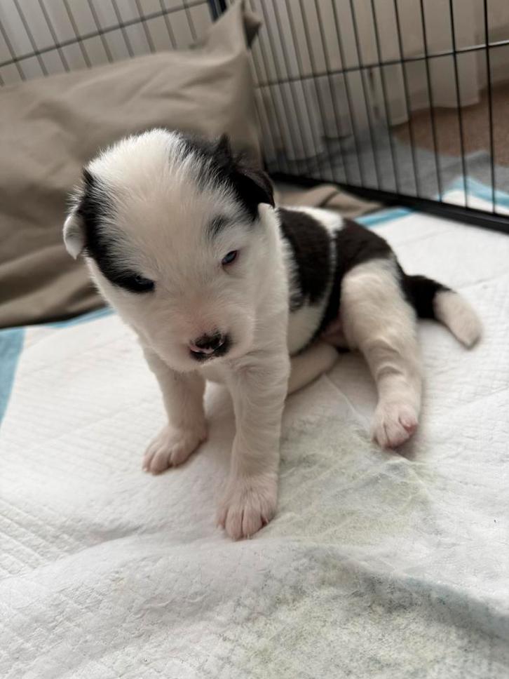 Puppy’s Yakutian Laika, Dieren en Toebehoren, Honden | Poolhonden, Keeshonden en Oertypen, Meerdere dieren, Poolhond, Particulier