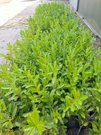 Laurier, Tuin en Terras, Ophalen, Laurier, 100 tot 250 cm