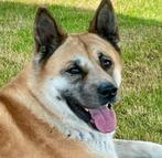 Akita Mika, Dieren en Toebehoren, Honden | Poolhonden, Keeshonden en Oertypen, 6 jaar of ouder, Teef, Poolhond, Eén hond