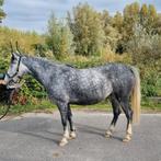lieve d pony zoekt een fijn thuis, B, 3 tot 6 jaar, Recreatiepony, D pony (1.37m tot 1.48m)