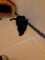 Te koop mooie jong poesje, Dieren en Toebehoren, Katten en Kittens | Overige Katten, Poes