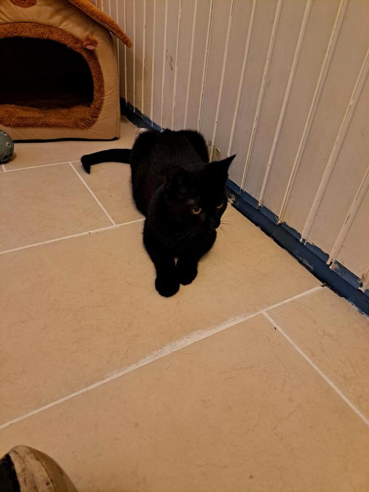 Te koop mooie jong poesje, Dieren en Toebehoren, Katten en Kittens | Overige Katten, Poes