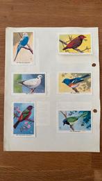 Rizla vogelplaatjes, Verzamelen, Ophalen of Verzenden, Beeldje of Figuurtje