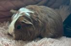 Mooie rood witte sheltie beertjes, Dieren en Toebehoren, Mannelijk, Cavia, Na 1 juli 2024
