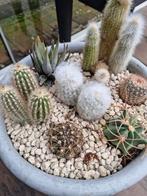 Cactus Verzameling in Pot, Volle zon, Vaste plant, Bloeit niet, Ophalen