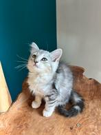 Siberische kittens, Meerdere dieren, Gechipt