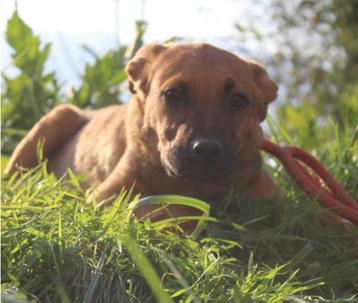 Pups zoeken baasje  beschikbaar voor biedingen