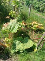Rabarber stekken onbespoten, Tuin en Terras, Planten | Tuinplanten, Ophalen, Volle zon, Groenteplanten, Eenjarig