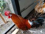 2 friese kriel hanen gratis, Dieren en Toebehoren, Pluimvee, Mannelijk, Kip