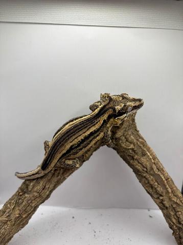 0.1 gargoyle vrouw beschikbaar voor biedingen