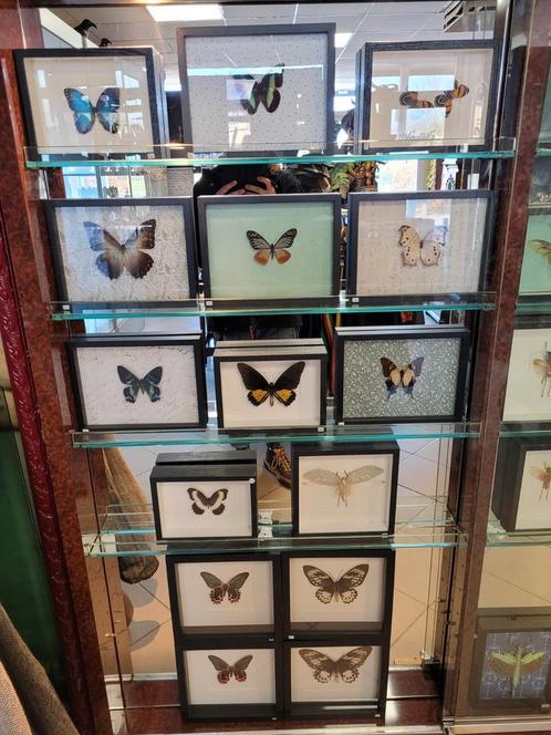 Taxidermie/entomologie. Vlinders, insecten, vleermuizen etc., Huis en Inrichting, Woonaccessoires | Lijsten, Zo goed als nieuw