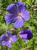 Te koop: geranium Himalaya blue , jonge plantjes, Ophalen, Bodembedekkers, Volle zon, Vaste plant