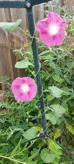 Ipomoea Tricolor roze, Ophalen of Verzenden, Voorjaar, Volle zon, Zaad