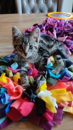 Snuffelmatten voor honden, katten, paarden en knaagdieren, Dieren en Toebehoren, Ophalen of Verzenden, Nieuw, Intelligentiespeelgoed