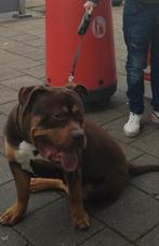 bully tricolor xl reu pas 12 maandjes, Rabiës (hondsdolheid), 15 weken tot 1 jaar, Eén hond, Nederland