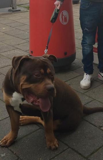 bully tricolor xl reu pas 12 maandjes beschikbaar voor biedingen