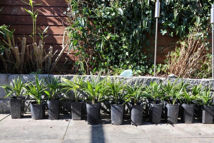 3 jarig Trachycarpus Fortunei winterharde palmen, Tuin en Terras, Planten | Tuinplanten, Vaste plant, Overige soorten, Volle zon