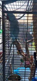 halsbandparkieten, Dieren en Toebehoren, Vogels | Parkieten en Papegaaien, Mannelijk, Papegaai