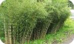Bamboe Fargesia robusta Campbell, 11,- pst., woekert niet, Ophalen of Verzenden, In pot
