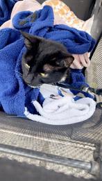 Poes moet ZO SNEL MOGELIJK WEG, Dieren en Toebehoren, Katten en Kittens | Raskatten | Korthaar, Poes, 0 tot 2 jaar