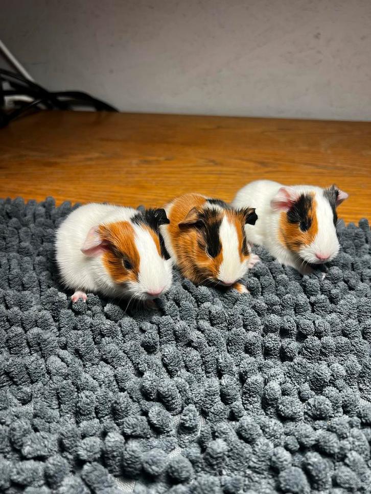 Wie word hun nieuwe baasje?, Dieren en Toebehoren, Knaagdieren, Meerdere dieren, Cavia, Februari, Tam