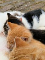 Mooie kittens
