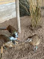 Lady Amhurstfazanten, Dieren en Toebehoren, Pluimvee