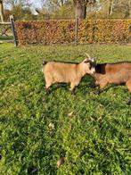 Dwergeit, Dieren en Toebehoren, Schapen, Geiten en Varkens, Vrouwelijk, Geit, 0 tot 2 jaar