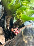 2 Epipedobates anthonyi (tricolor) gifkikker jong volwassen, Dieren en Toebehoren, Reptielen en Amfibieën, Amfibie