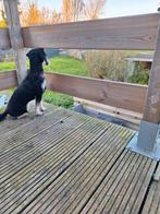 Opassen op honden, Diensten en Vakmensen