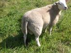 swifter dekrammen, Dieren en Toebehoren, Mannelijk, Schaap, 0 tot 2 jaar