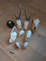 Verzameling schedels, Verzamelen, Ophalen of Verzenden, Nieuw, Wild dier, Schedel