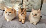 Britse luxe kittens Black Golden shell met STAMBOMEN, Dieren en Toebehoren, Katten en Kittens | Raskatten | Korthaar, Kater, Ontwormd