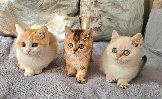 Britse luxe kittens Black Golden shell met STAMBOMEN, Dieren en Toebehoren, Katten en Kittens | Raskatten | Korthaar, Kater, Met stamboom