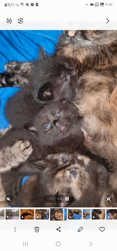 Lieve kittens op zoek naar een warm huisje! *, Dieren en Toebehoren, Katten en Kittens | Raskatten | Korthaar