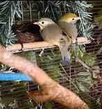 Leuk koppel nachtegaaltjes, Dieren en Toebehoren, Vogels | Overige Vogels, Meerdere dieren