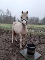 Hele mooie Welsh sectie A palomino merrie jaarling, Dieren en Toebehoren, Pony's, Merrie, Recreatiepony, Ontwormd, 0 tot 2 jaar