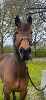 Bijrijder/bijrijdster, lease pony, Dieren en Toebehoren, Paarden en Pony's | Overige Paardenspullen, Ophalen, Nieuw