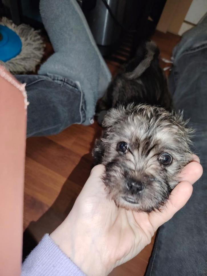 Lieve Boomer pup de laatste, Dieren en Toebehoren, Honden | Niet-rashonden, Klein, Reu, Fokker | Hobbymatig, Eén hond, Nederland