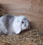 Een hele mooie lieve hangoor ram te koop, Dieren en Toebehoren, Konijnen, Mannelijk, Dwerg, Hangoor, 0 tot 2 jaar