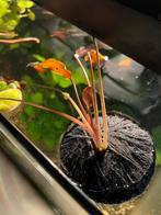 *plant Cryptocoryne beckettii Petchii inclusief aardepad***, Vis