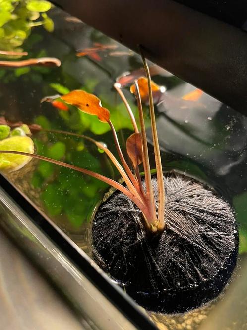 *plant Cryptocoryne beckettii Petchii inclusief aardepad***, Dieren en Toebehoren, Vissen | Aquariumvissen, Vis