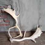 1x Landelijke afwerpstang gewei lengte 41 of 48 cm *Etage3*, Gebruikt, ., Ophalen of Verzenden, .